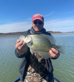 White Crappie in Lake Taneycomo